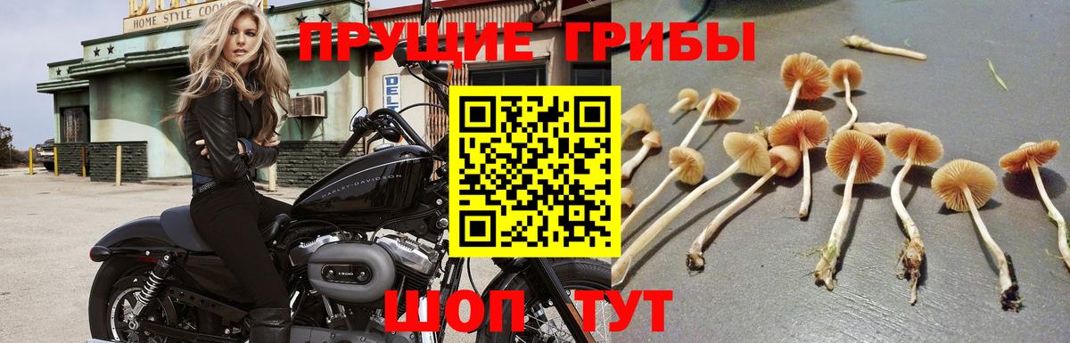 Псилоцибиновые грибы Cubensis Невинномысск